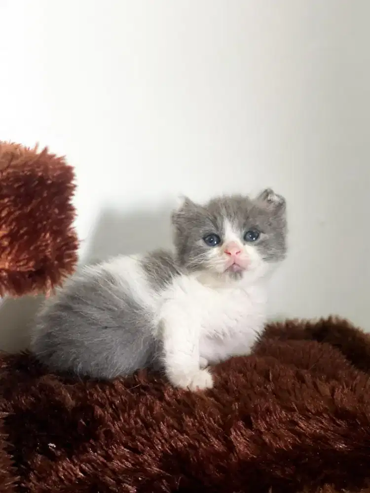 SCOTTISH FOLD JANTAN