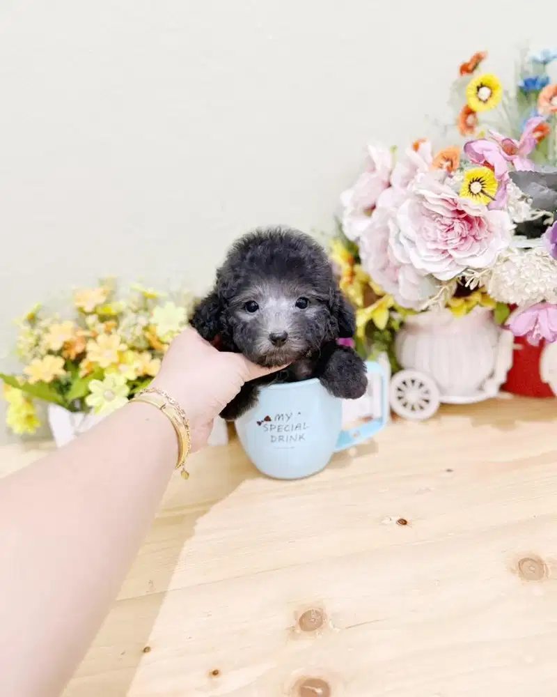 Male silver poodle tea cul size super kecil imut lucu bersertifikat