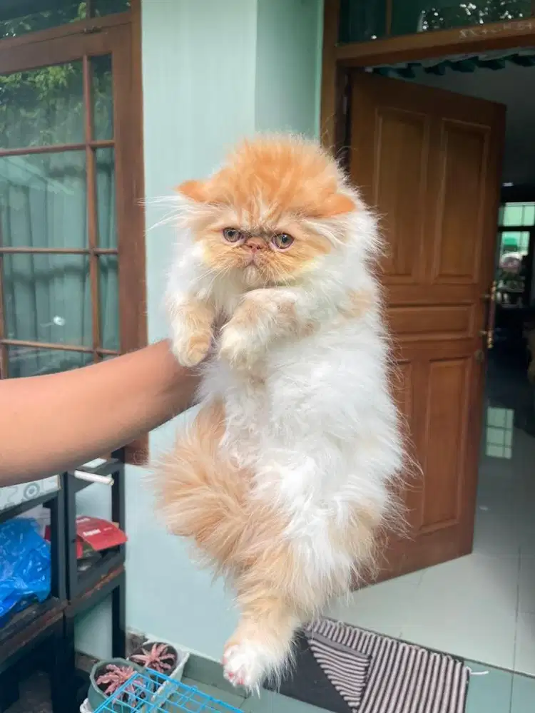 Kucing Ras peaknose, bsh