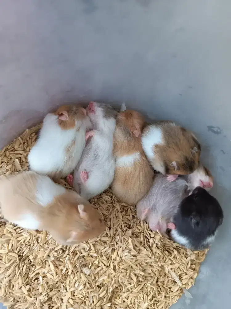 Hamster syrian short dan long hair