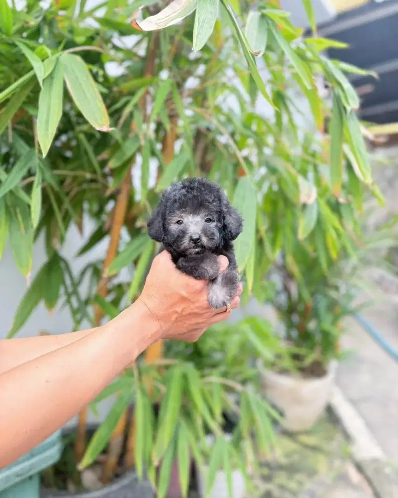 Male tiny silver poodle super cute pudel podel pudle poodel podle