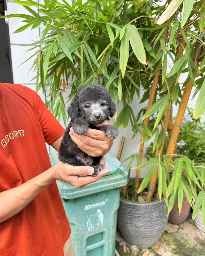 Tiny silver poodle male super cute face size kecil lucu poodel pudel