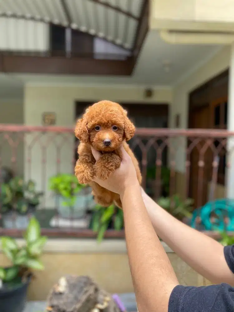 Red toy poodle betina