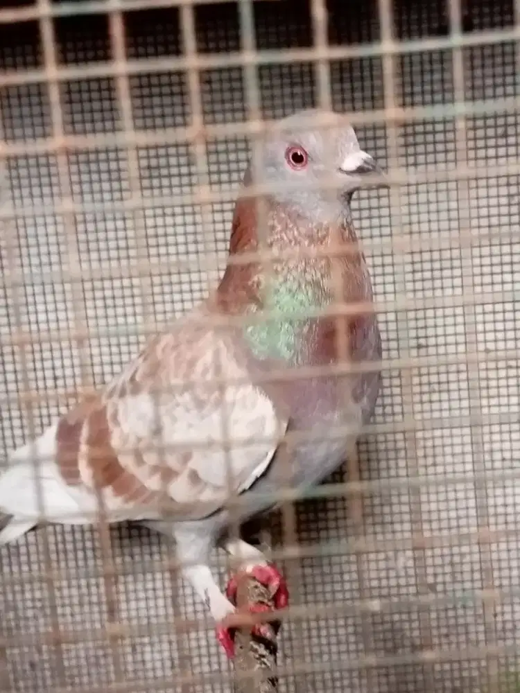 si jlamprong megan semprang