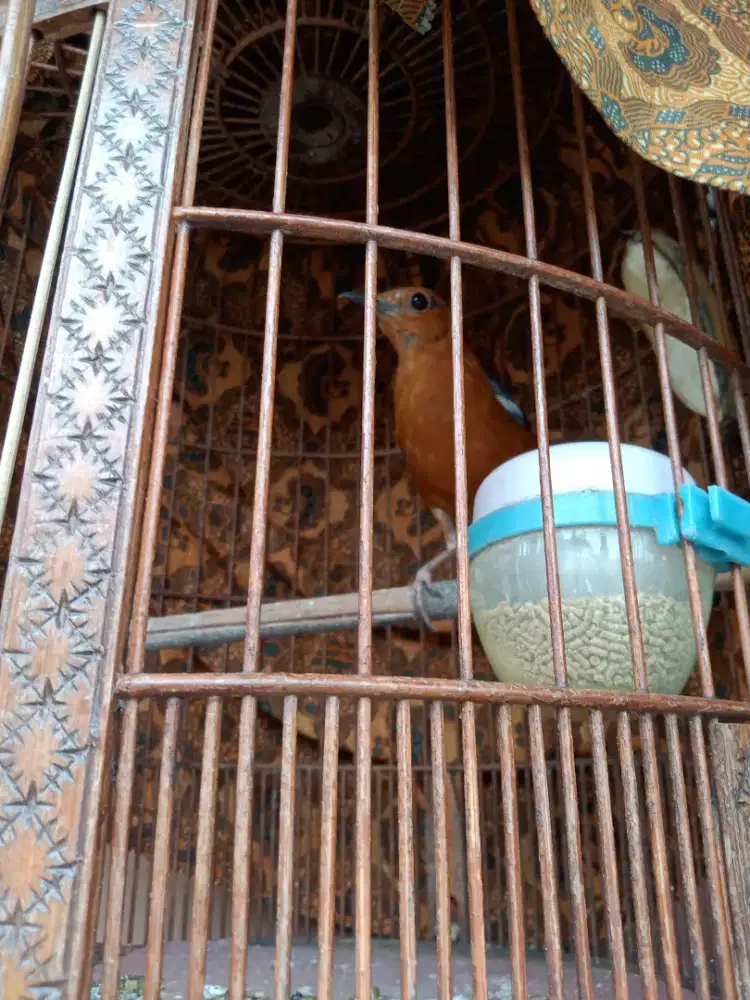 Burung anis merah nitik 1 bunyi