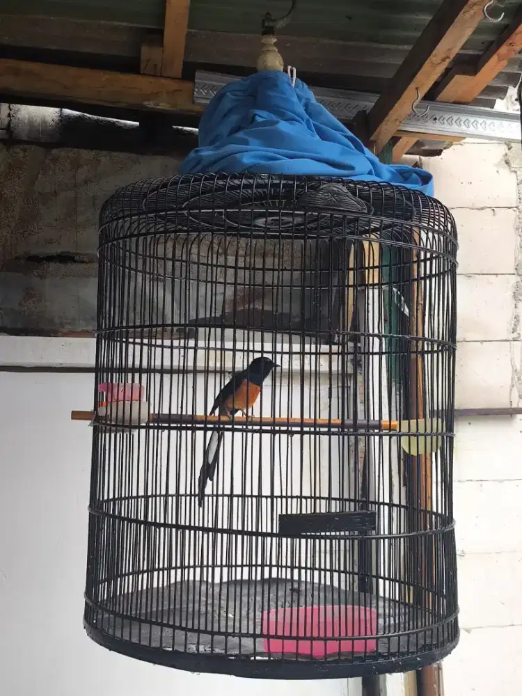 Burung murai batu Gacor