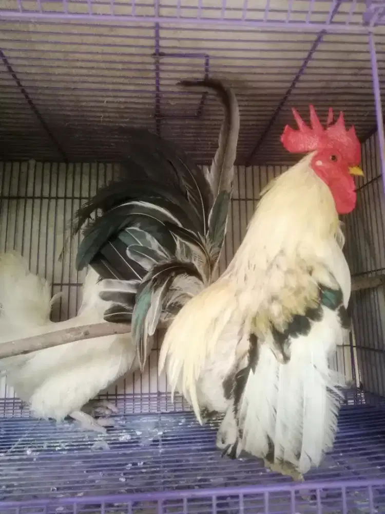 Ayam kate sepasang warna bagus