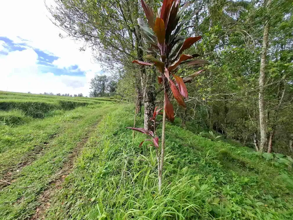 tanah kebun murah view sawah berada di kecamatan selemadeg tengah