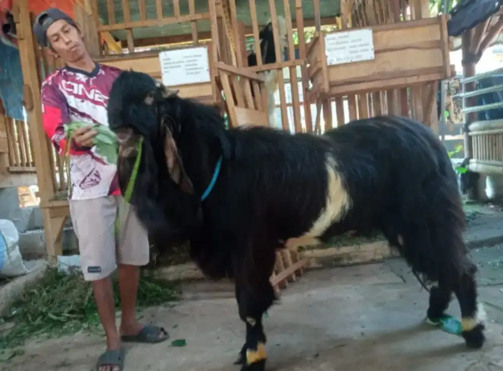 Jual kambing etawa, sehat, terawat.