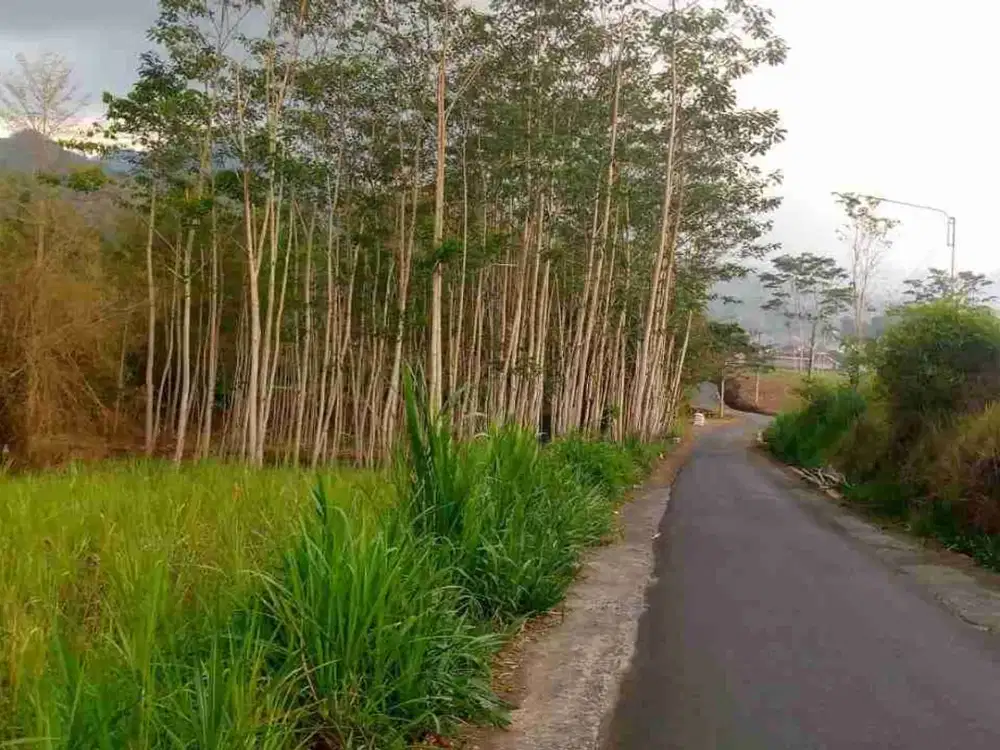 tanah murah bagus buat investasi di dekat pasar jabung lokasi pinggir jalan dekat kebun alpukat bagus buat ternak sapi atau berkebun