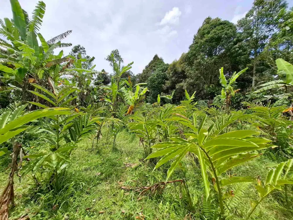tanah luasan kecil berada di kawasan jatiluih