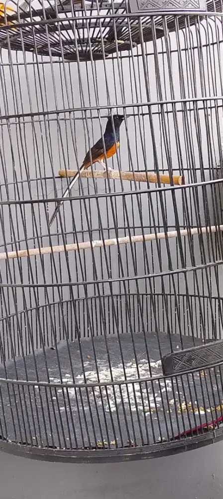 Burung muray prestasian