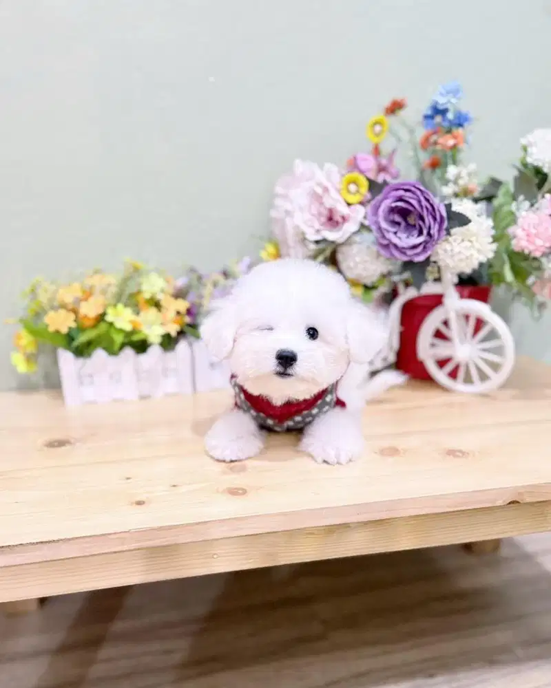 Korea mini bichon frise bersertifikat bloodline import korea male