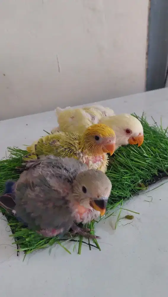 Burung lovebird jinak non klep