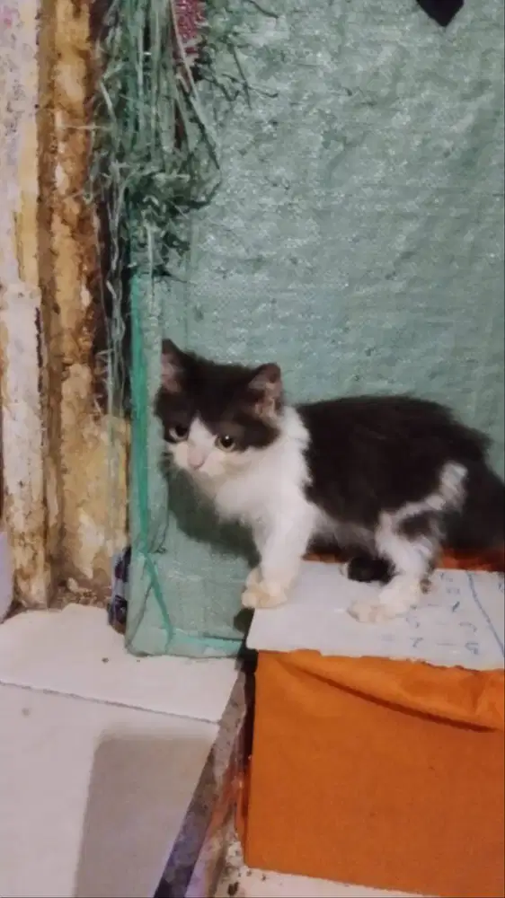 Persia medium hitam putih