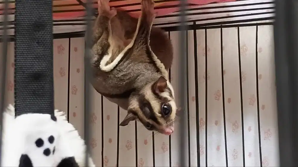Sugar Glider (sekandangnya)