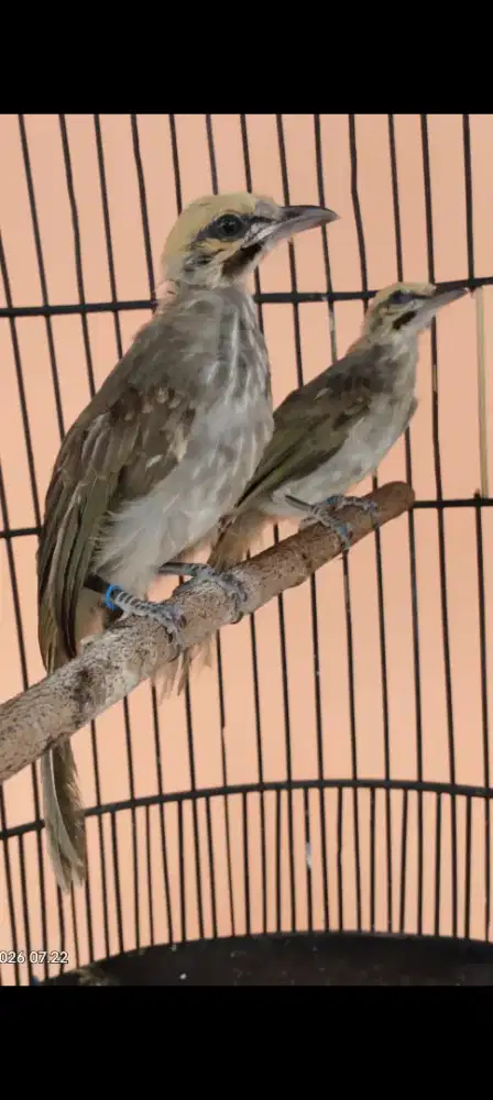 Cucak rowo sepasang anakan body bige