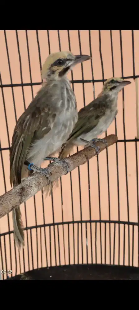 Cucak rowo sepasang body bige