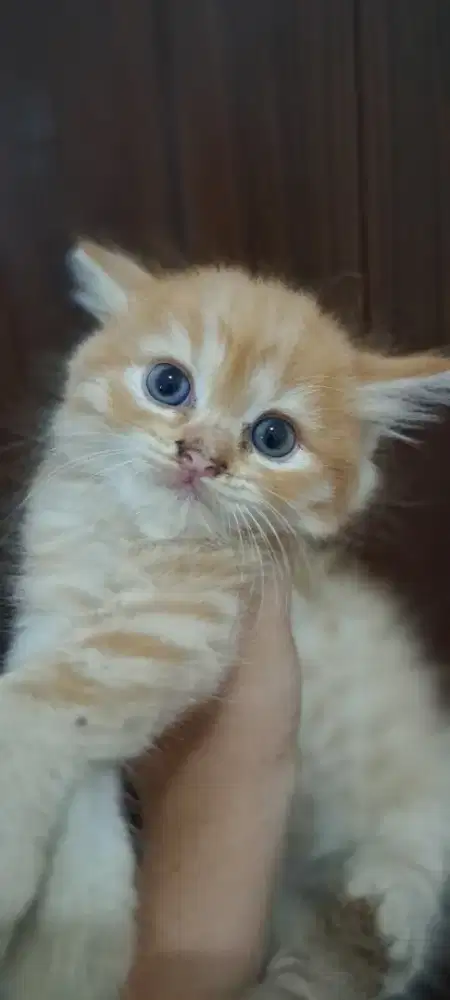 KITTEN PERSIA Jantan