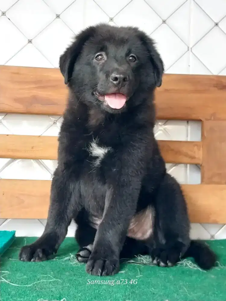 Anakan anjing ras mix