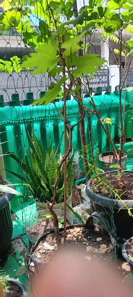 Tanaman anggur hijau