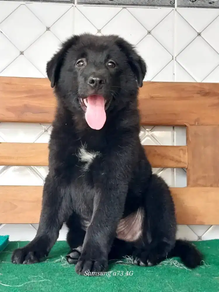 Anakan anjing ras mix