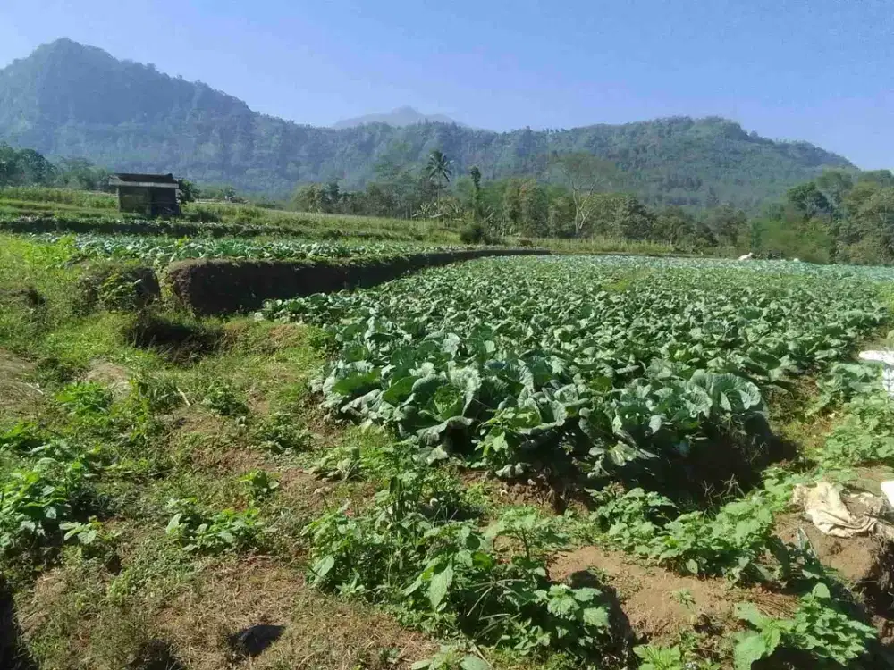 tanah kebun murah buat investasi luas 8.300 di sumberagung ngantang malang atasnya batu dekat jalan raya arah jombang dan kediri view istimewa bagus buat berkebun