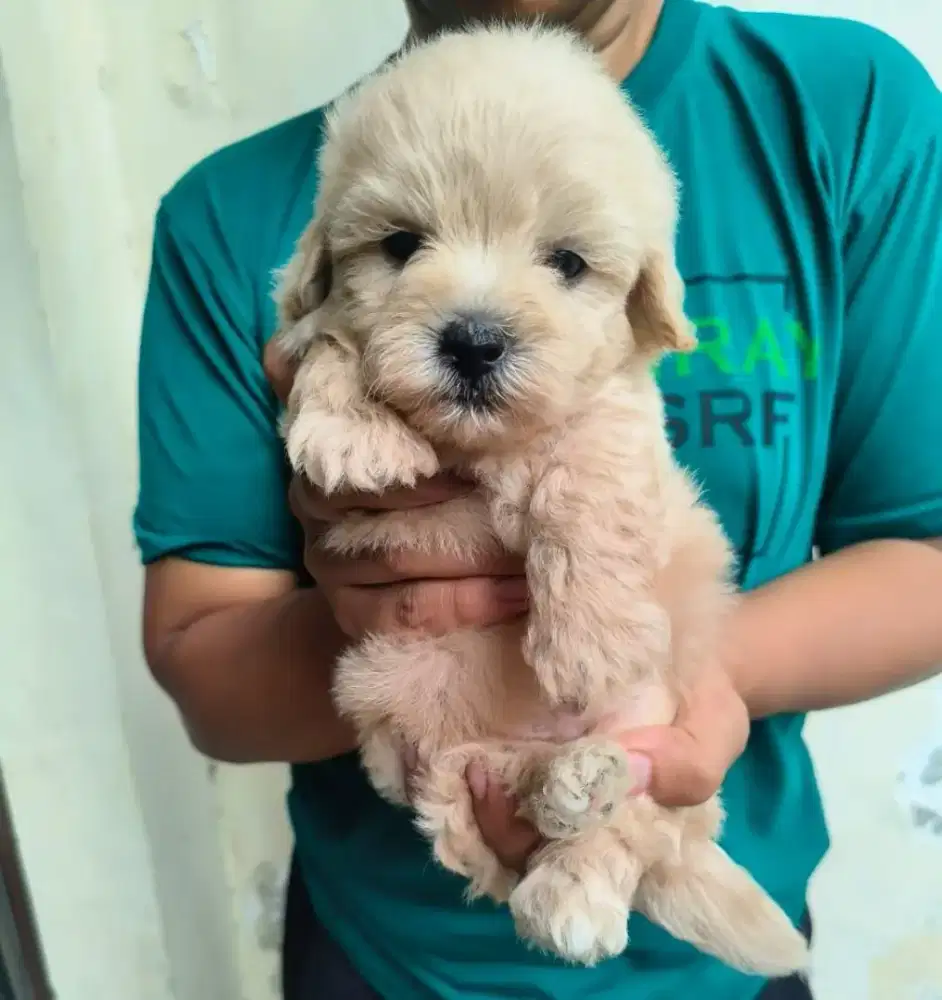 Mini maltipoo jantan