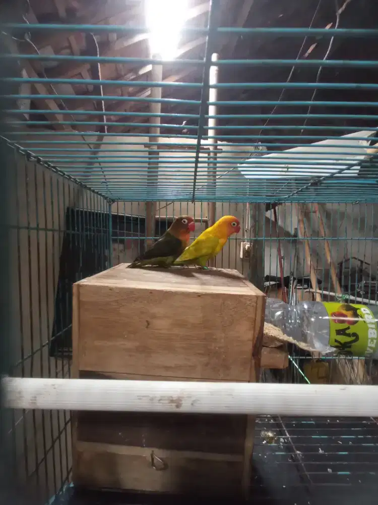Lovebird sepasang