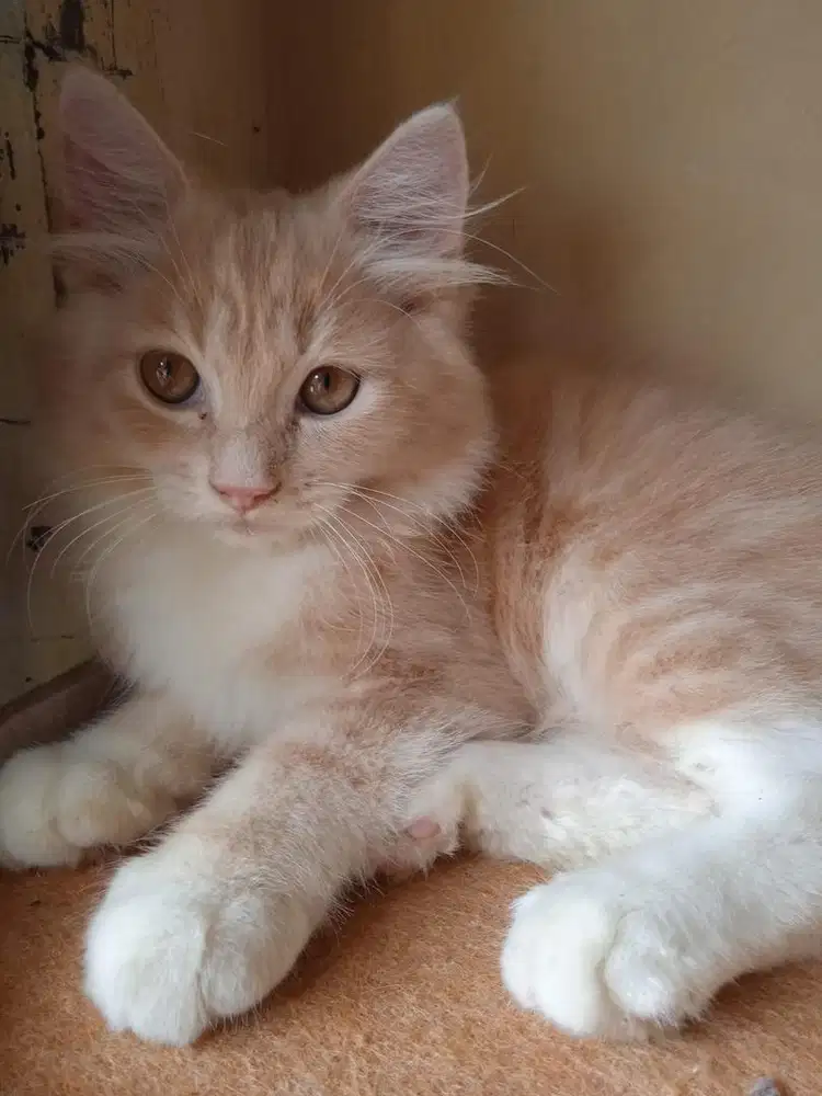 OPEN ADOPT ANAKAN KUCING RAS ANGGORA