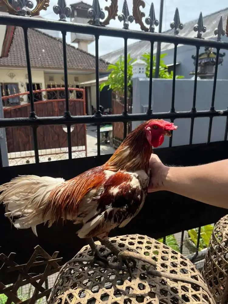 Jual Ayam Pejantan