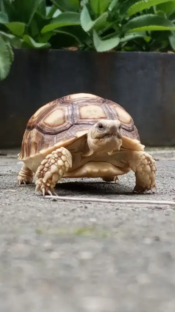 Sulcata 8 cm Dotless Dome Bagus