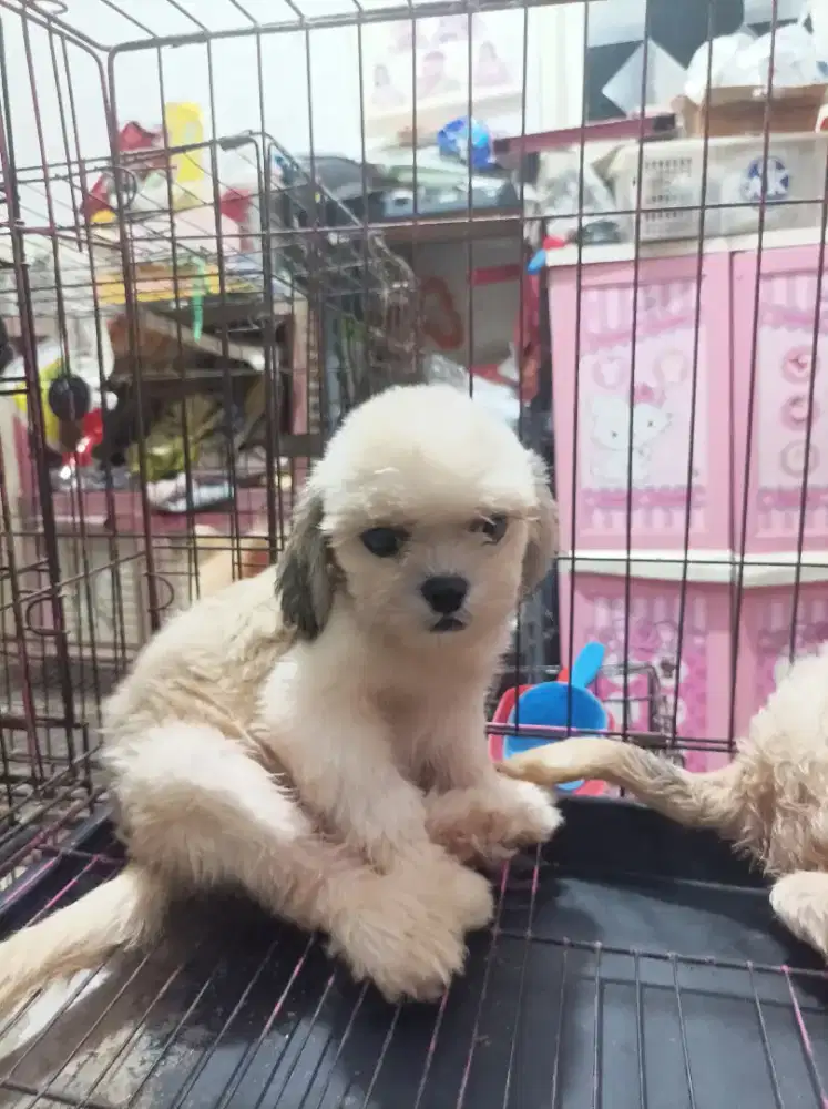 Shih tzu calon pejantan stambum perkin