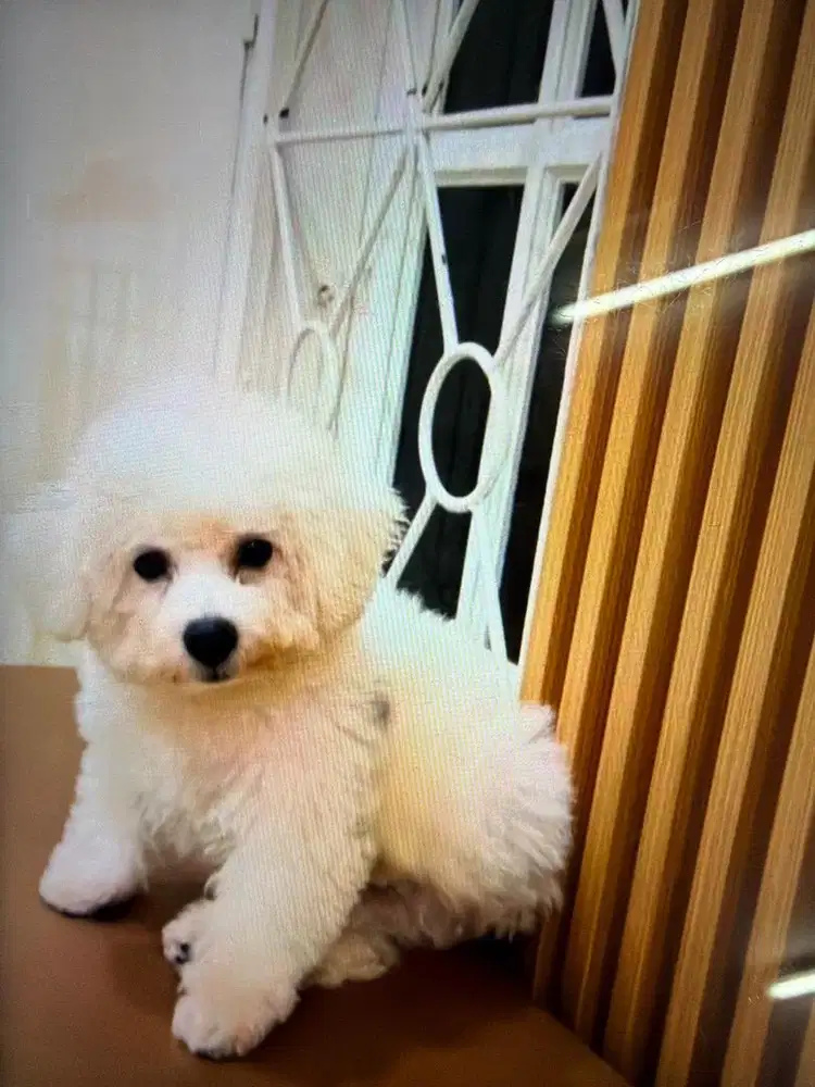 Wts dogy bichon frise jantan umur 4blan