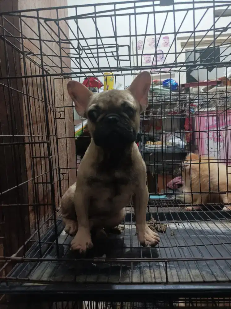 French Bulldog Frenchie betina