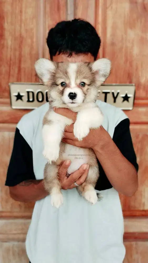 Corgi Puppy Pendek Kaki Gemas