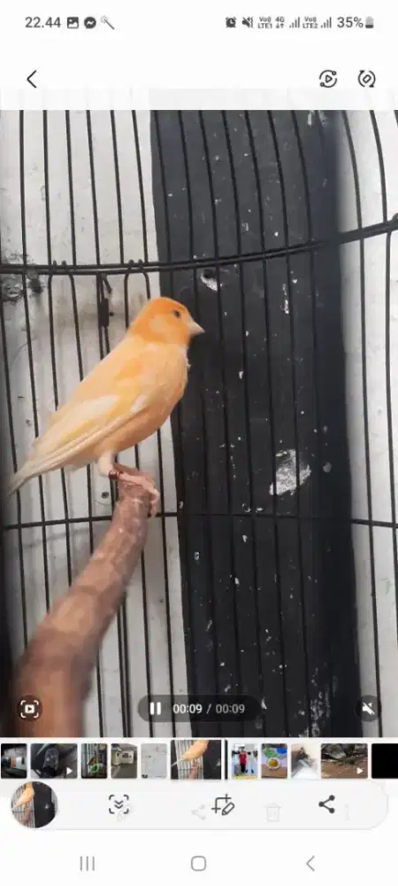 Si jual burung kenari merlok gacor