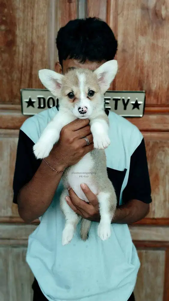 Corgi Imut Bikin Jatuh Hati