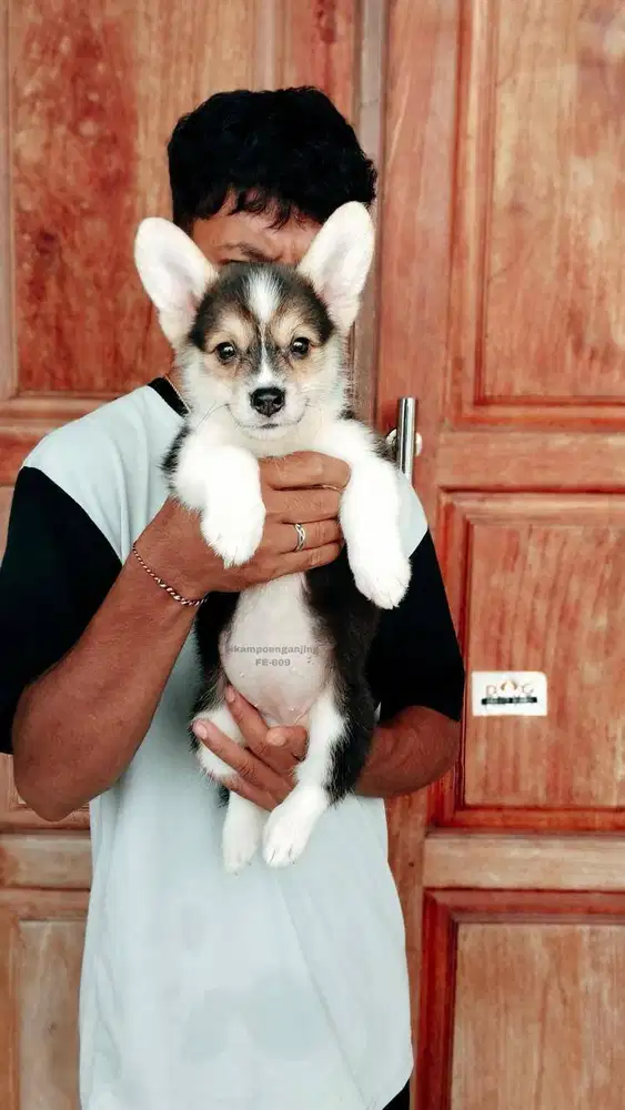 Corgi Puppy Sehat dan Ceria