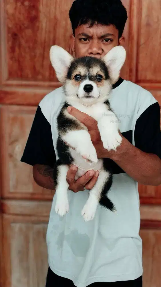 Corgi Lucu Enerjik dan Manis