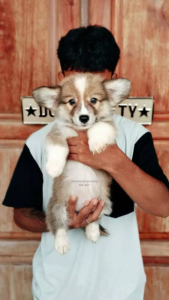 Corgi Imut Siap Dirawat