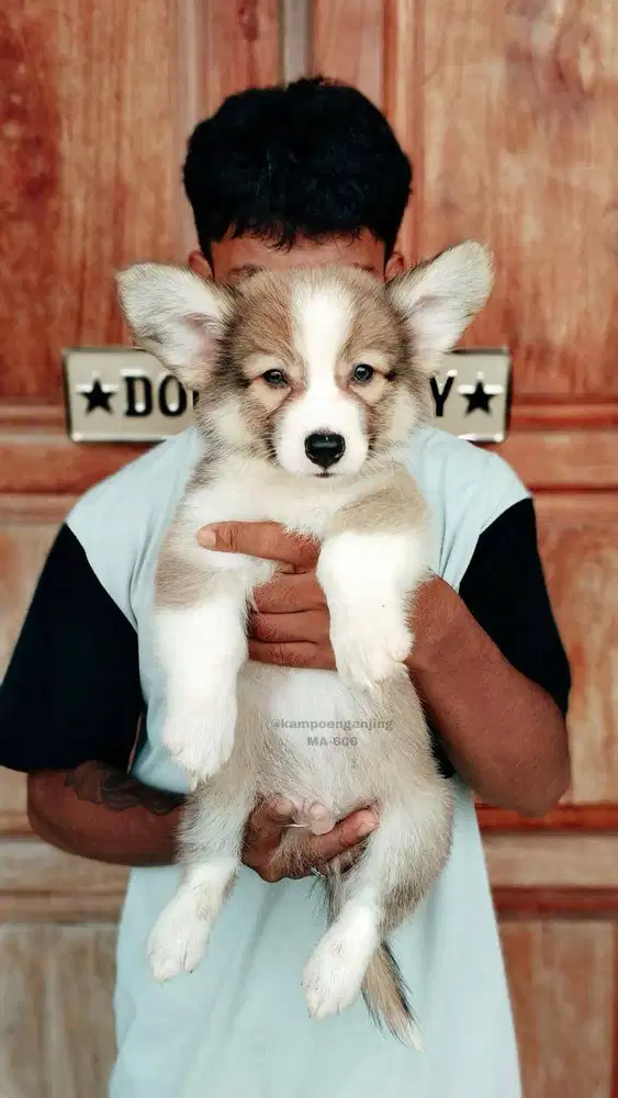 Pembroke Welsh Corgi Super Lucu