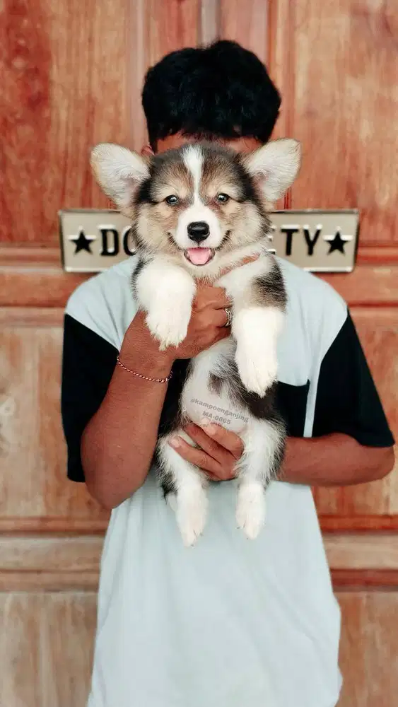 Pembroke Corgi Ceria dan Aktif