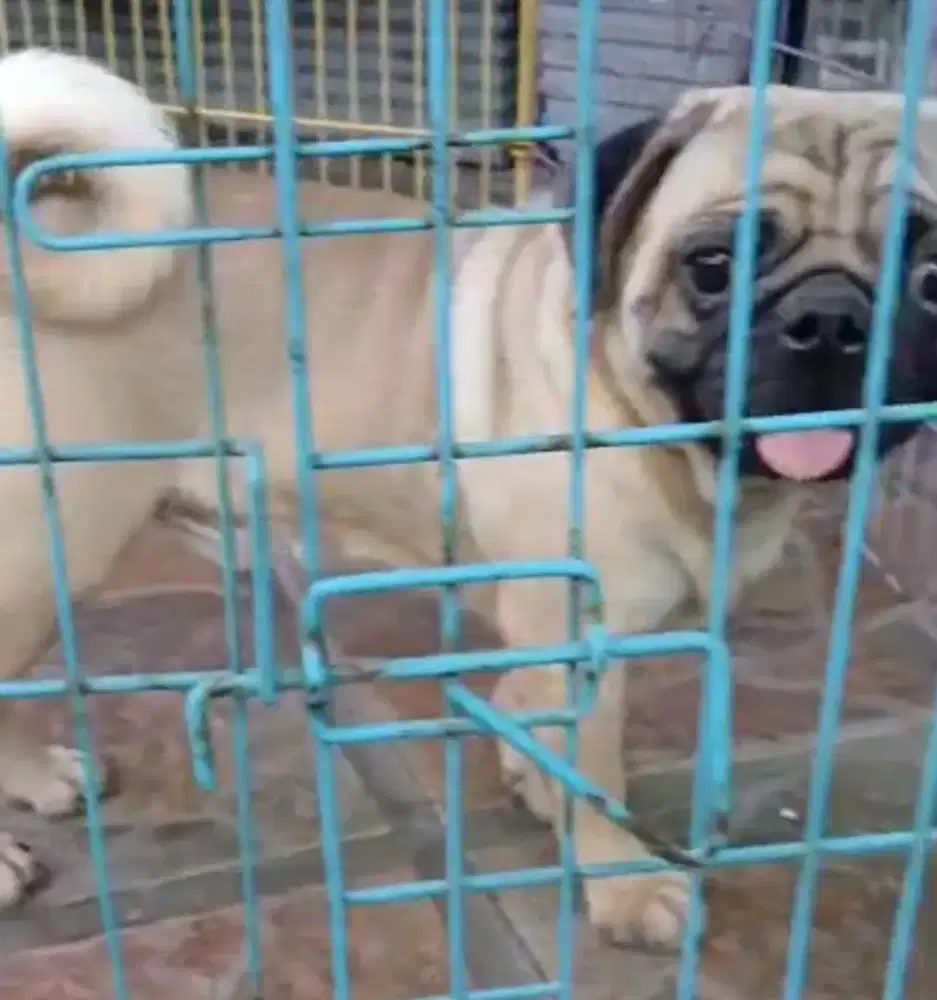 Pug Jantan Sertifikat Stbm,Vaksin Lengkap