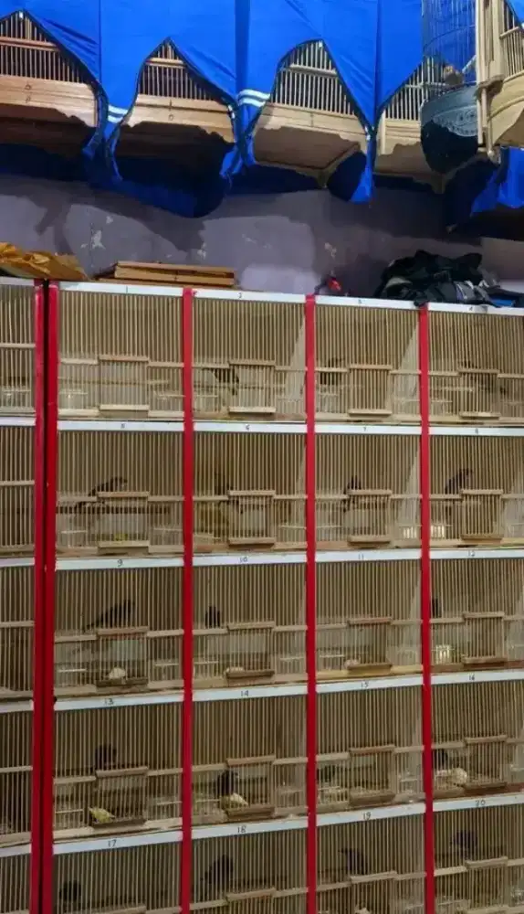 Ready wambi MH jantan dan betina