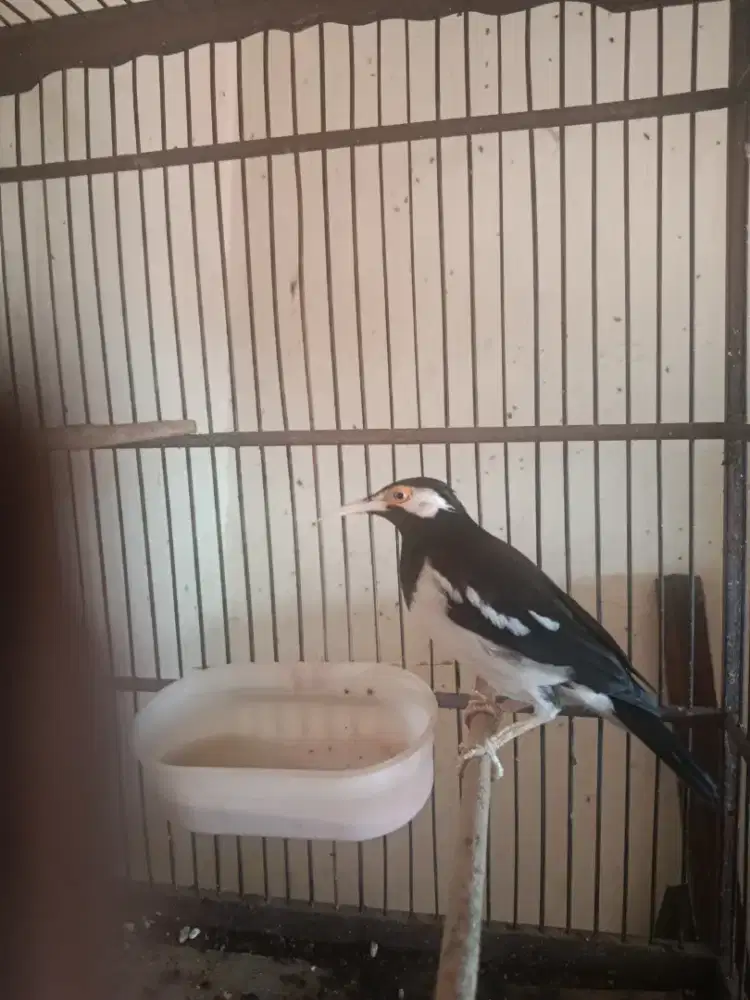 Jalak Suren Gacor Materi