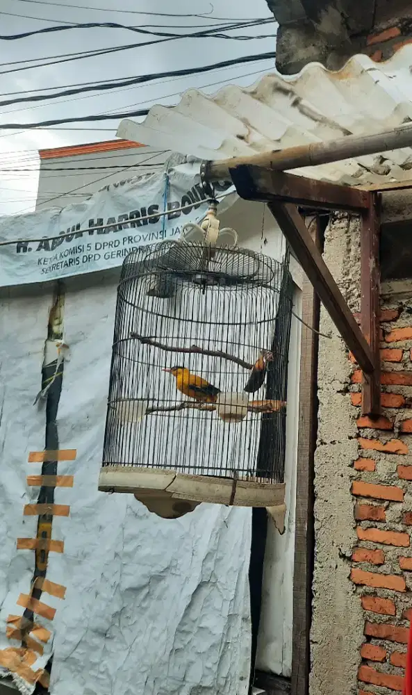 Kepodang Emas+Kandang Jumbo LB