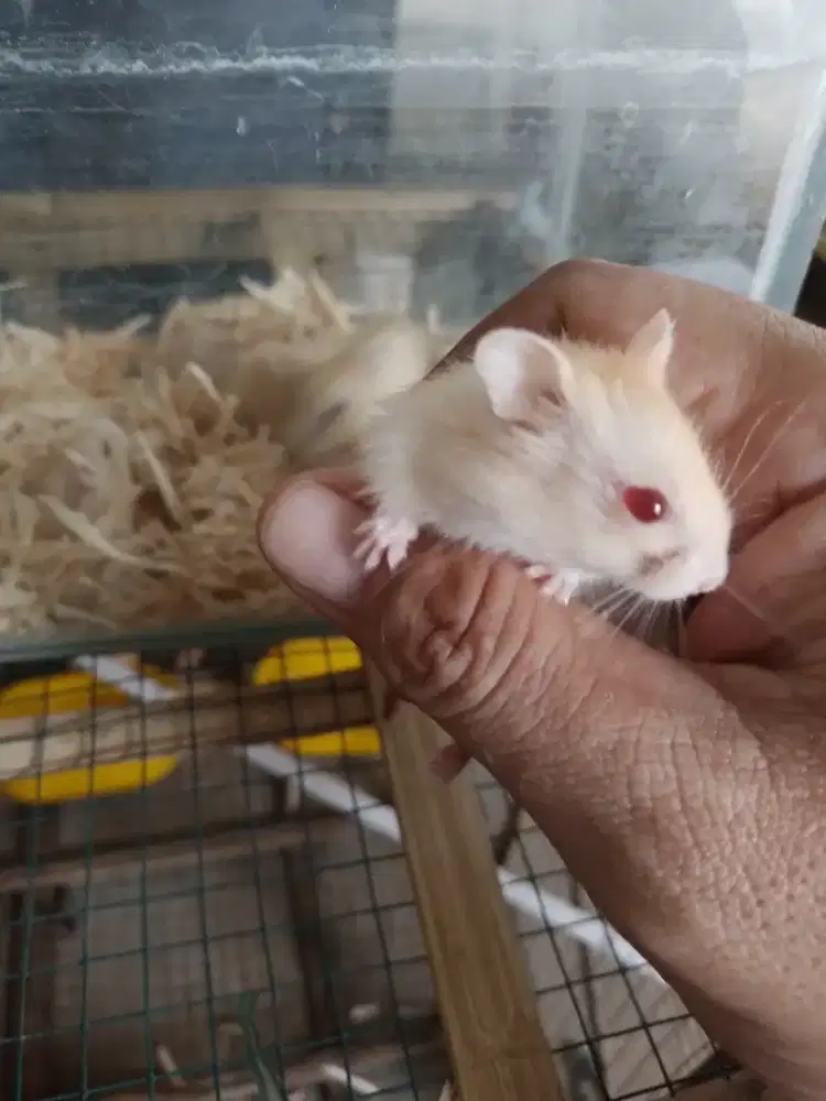 Hamster golden imut siap koleksi