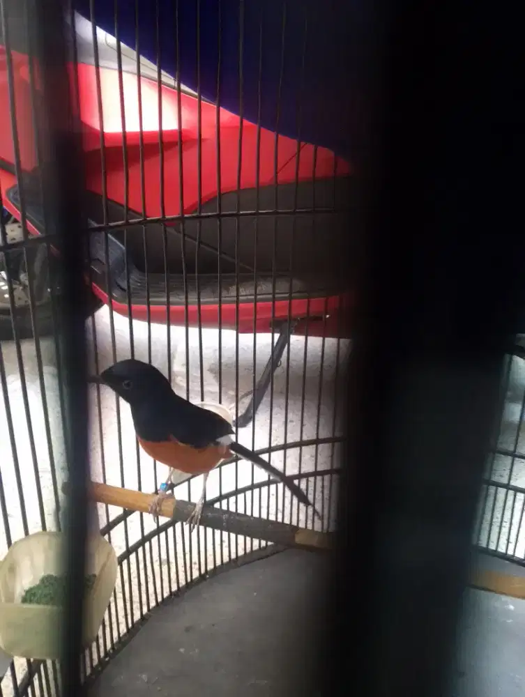 Murai batu dewasa prestasian jalan lapang