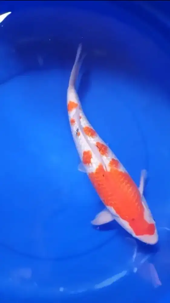 Ikan koi sanke ginrin 45bu tategoi import serti